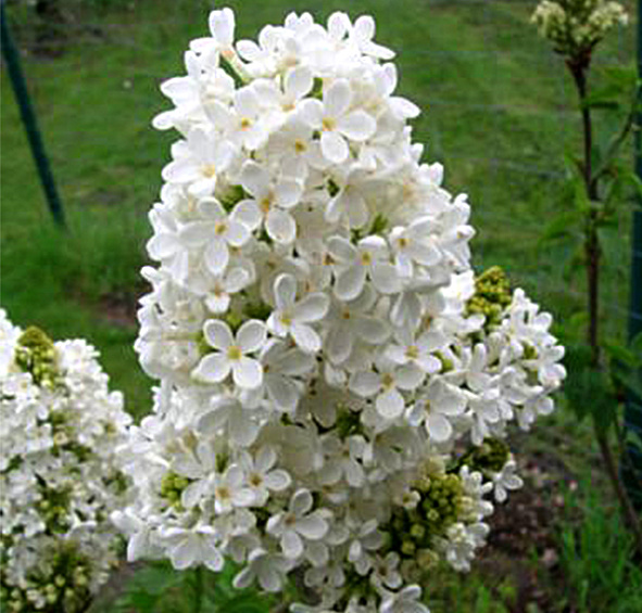 Сирень обыкновенная 'Мадам Феликс' (белая)